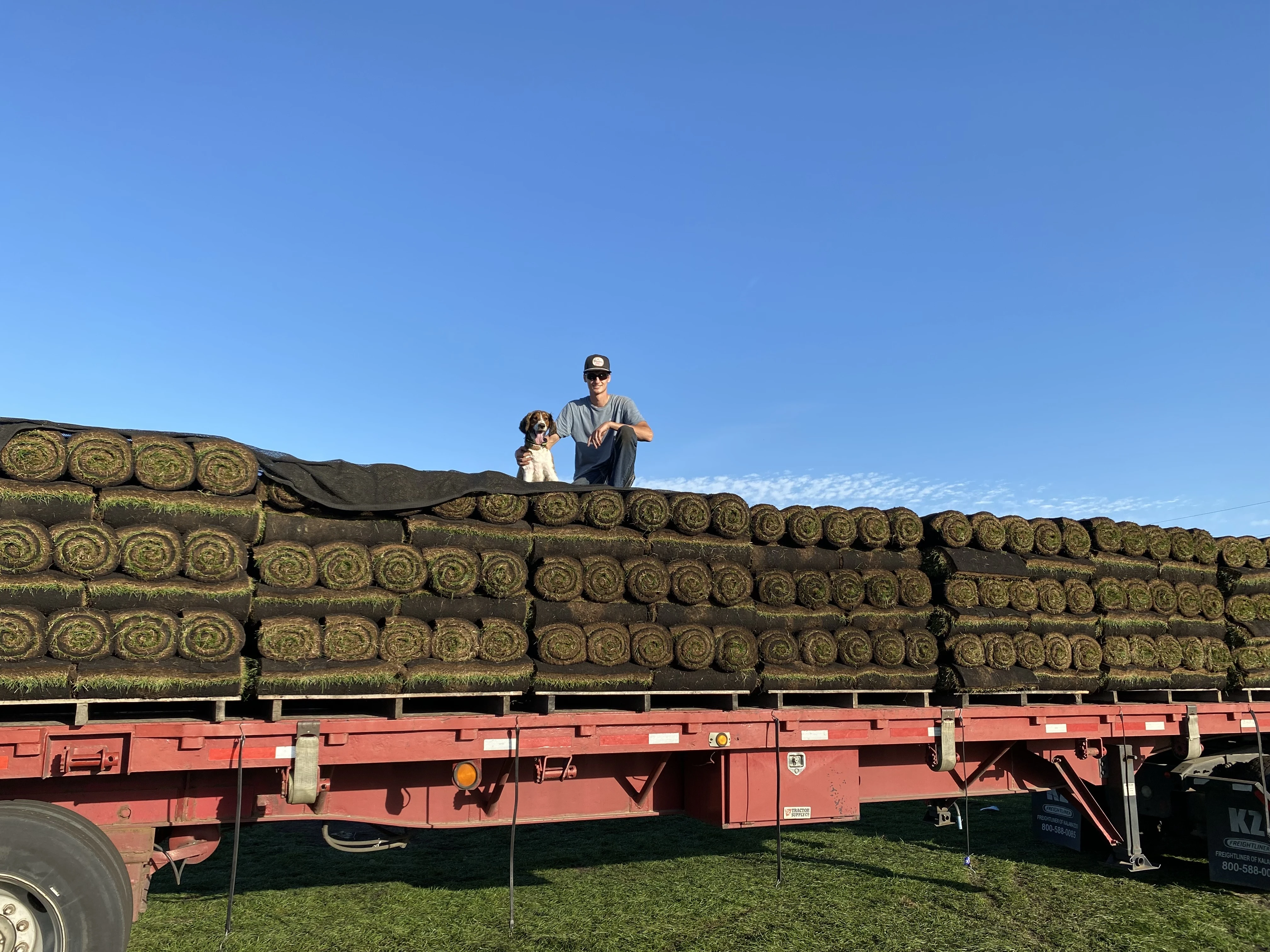 Dog relaxing on a freshly sodded lawn at a Mroczek Sod Farm customer's home