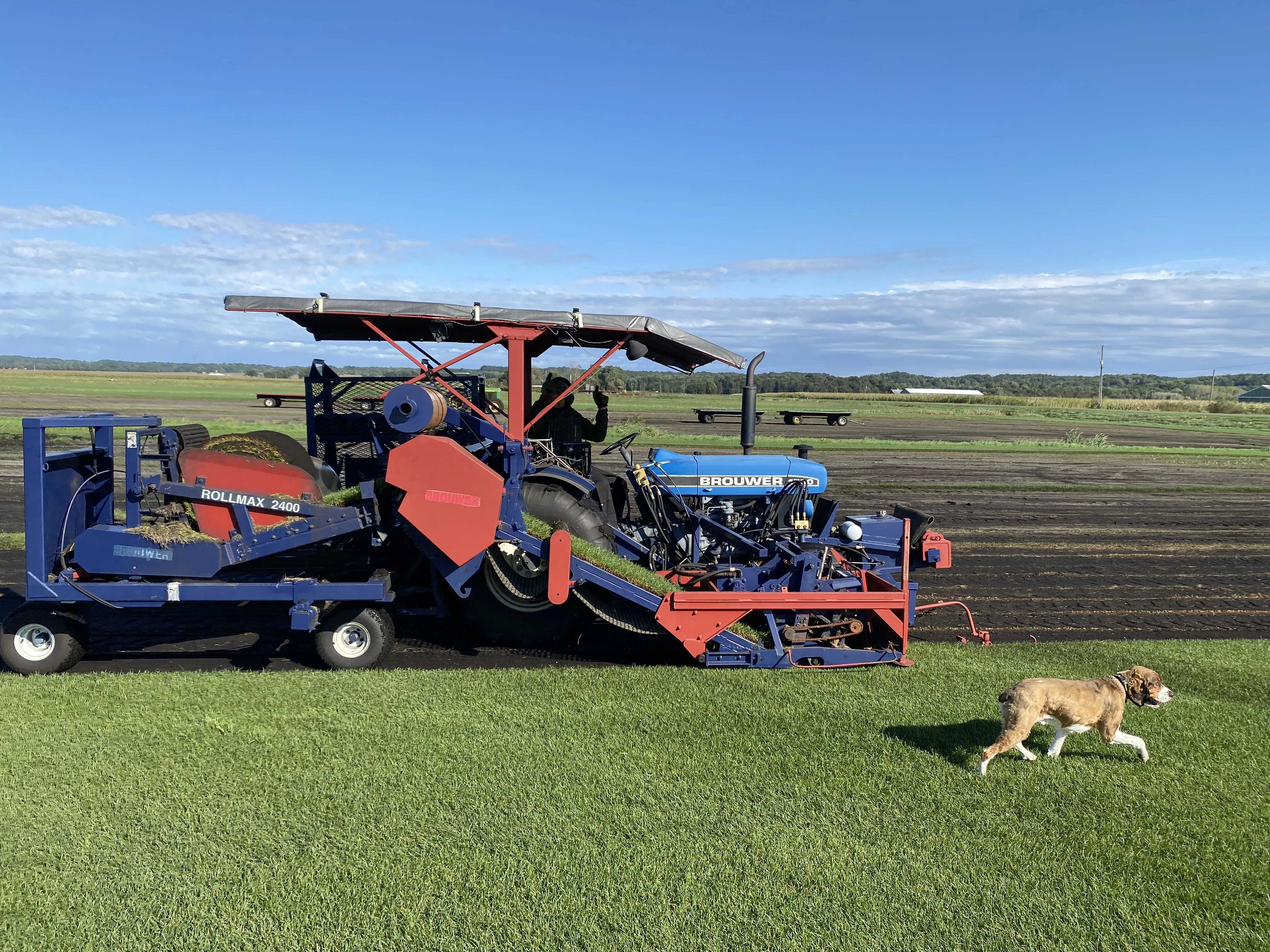 Large big roll sod installation showing efficient coverage