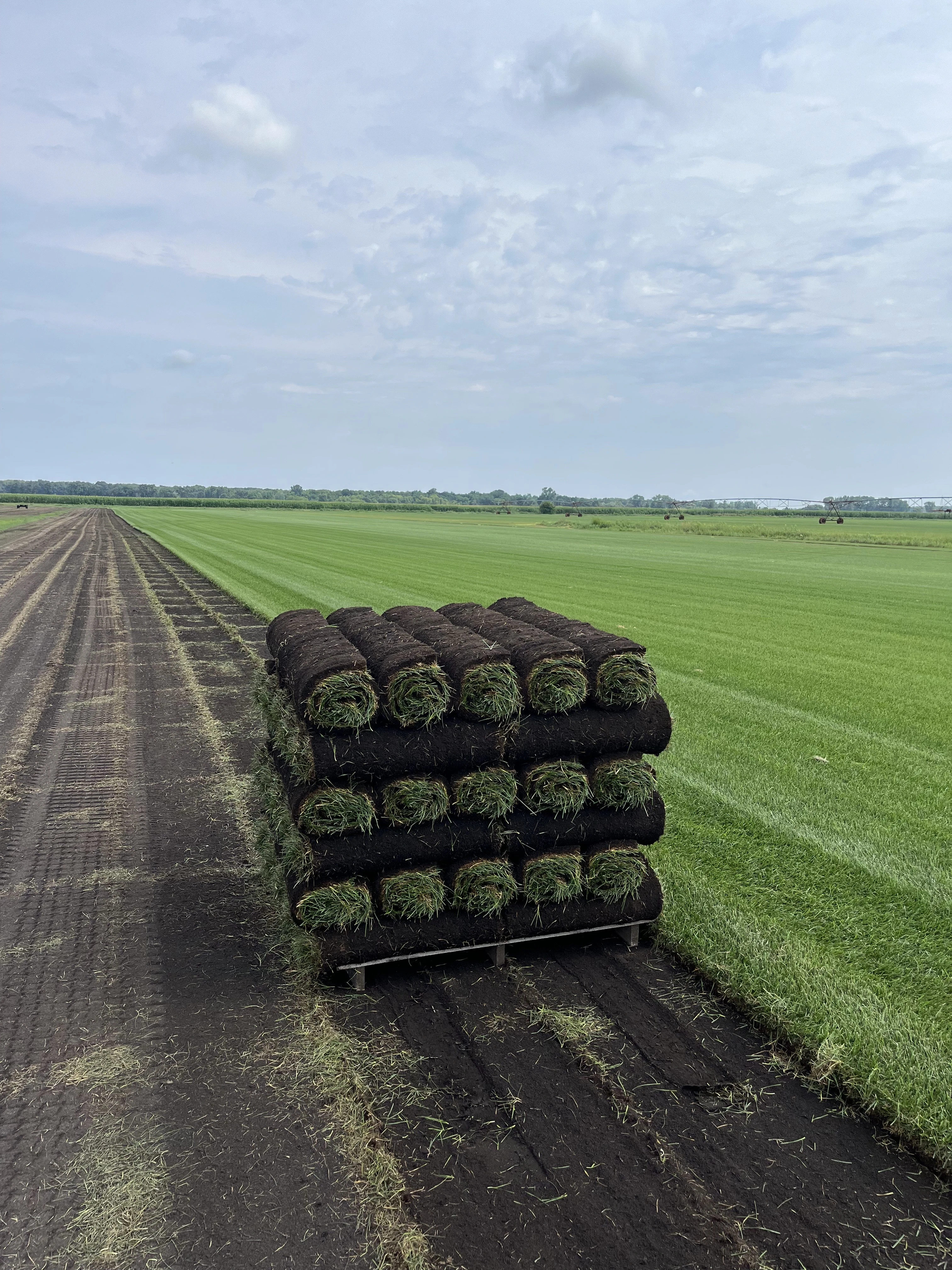 Premium Kentucky Bluegrass sod with dense, healthy turf